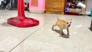 Hungry kitten speak loudly for milking millions of love