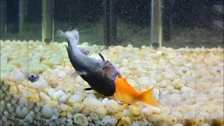 Gulper Cat Fish Eats My Pet Fish!!