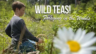 Wild Edibles- Foraging for Wild Teas in the Pacific Northwest