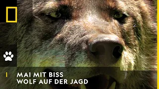 MAI MIT BISS - Wolf auf der Jagd | National Geographic