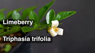 HOW TO GROW LIMEBERRY FROM SEED (Triphasia trifolia)