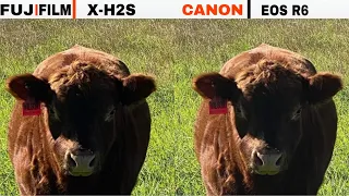 Fujifilm X-H2S Vs Canon EOS R6 | Night Mode | Camera Test