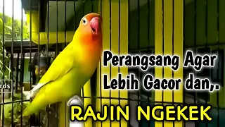 PERANGSANG Suara Burung Lovebird Agar Lebih Gacor dan RAJIN NGEKEK