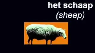 Learn Dutch - words for animals