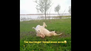 Гулаби в образе😂