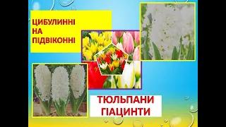 Тюльпани і гіацинти на підвіконні. Частина 1. Посадка