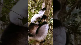 Close Encounter With An Indri Lemur | Madagascar
