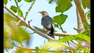 Успокаивающий звук, пение кукушки в лесу Soothing sound, cuckoo singing in the forest