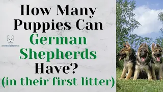 How Many Puppies Can German Shepherds Have? (in their first litter)