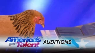 Jokgu of the Flockstars: Chicken Plays Patriotic Tune on Keyboard - America's Got Talent 2017
