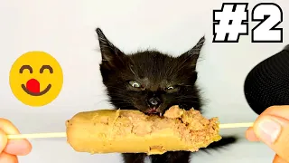 Kitten eating Sausage ASMR #2