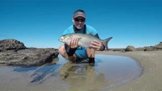 Shad (Elf) Fishing in the Eastern Cape. 55cm shad on dropshot.