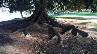 Pinoy in Melbourne strolls around Albert Park Lake