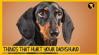 5 Things That Emotionally Hurt Your Dachshund