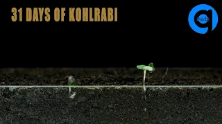 Kohlrabi Seed Germination & Growth Time Lapse - Soil cross section - Growing Plant