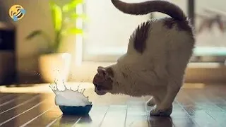 New Funny Animals 😂 Funniest Cats and Dogs Videos 😺🐶