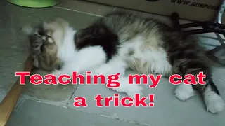Cat tricks | Pwede din pala turuan ang pusa