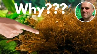 Banishing the Brown: Tips to Keep Your Java Moss Green and Lush