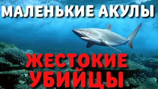 АКУЛЫ УБИЙЦЫ 2020 | Документальный фильм Рен ТВ