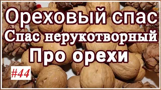 Ореховый спас. Спас нерукотворный. Про орехи