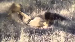 Löwen kampf