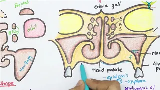 Maxillary Air Sinus Anatomy | Paranasal Air Sinuses | Function | Location | Relations | Blood Supply