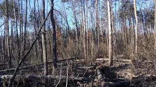 Завалы деревьев в лесах Святошинского ЛПГ под Киевом