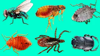 Learn Insects | Learn Names and Sounds of Insects for Kids in English 3