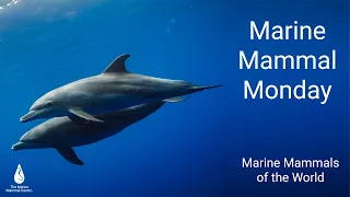 Facebook Live: Marine Mammals of the World | Marine Mammal Monday