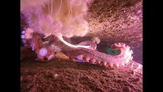 Giant octopus reaches for the camera