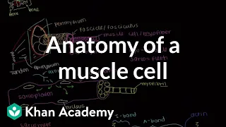 Anatomy of a skeletal muscle cell | Muscular-skeletal system physiology | NCLEX-RN | Khan Academy