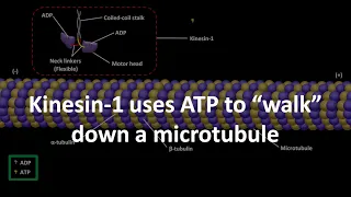 Kinesin 1 uses ATP to walk down a microtubule