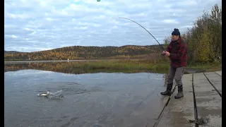 Аляска. Осень.Грибной лес и рыбалка.