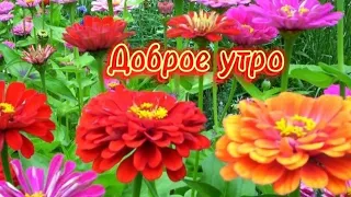 Доброе утро. Пусть этот день  подарит мир,любовь,тепло.