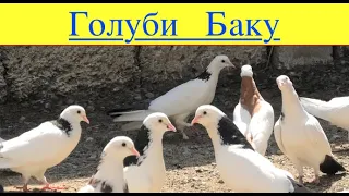 Бакинские голуби Исмаила в Баку Маштаги!
