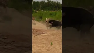 Rodeo gone wrong!