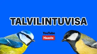 Talvilintuvisa - Suomen Linnut