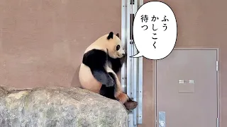 パンダふうひん😍体育座りでかしこく待った結果…