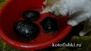 Ой, большие черепахи! А котик маленький такой :) |  Cat vs Turtles