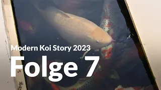 Modern Koi Story 2023 - Folge 7