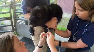 It's a girl! Muskox calf born at Point Defiance Zoo