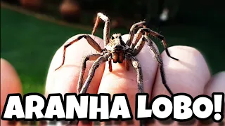 DIFERENÇA ENTRE ARANHA LOBO E ARANHA ARMADEIRA (LEIAM O COMENTÁRIO FIXADO)!