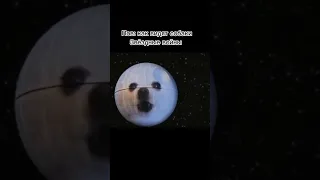 звёздные собаки