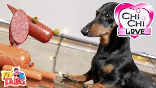 All About Dachshunds - ChiChi LOVE