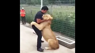 Lion sees his adoptive dad after 8 years..