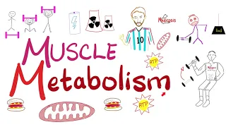 Muscle Metabolism Creatine Phosphokinase (CPK), Glycolysis, TCA cycle, ETC  | Physiology