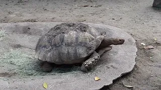 Sulcata Tortoise | Singapore Zoo