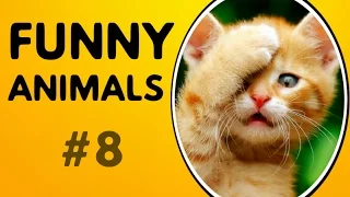 FUNNY ANIMALS 2017 FUNNIEST VIDEOS | FUNNY ANIMAL COMPILATION #8