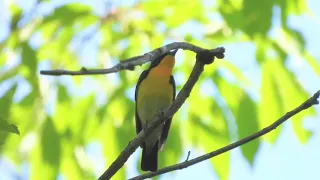 キビタキ君🧡さえずり☺️ステキな音色✨