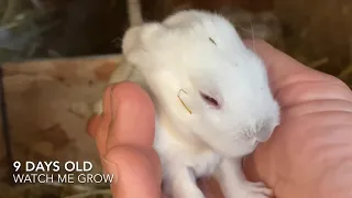 Watch me grow.  New born rabbit from birth till eyes open.